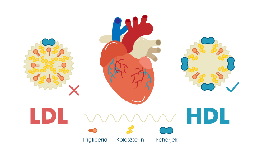 Koleszterin értékek ábrázolása – HDL, LDL és összkoleszterin